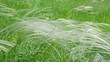 Feather grass swaying on a strong wind in the field. Feather grass swaying on a strong wind in the field.