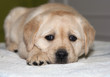 Cute dog puppy