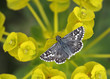 Butterfly relaxing
