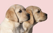 Labrador Retriever puppies