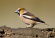Hawfinch bird