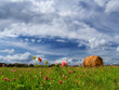 Summer field.