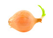 Onions.