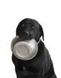 Labrador Retriever Holding Food Dish in Mouth Isolated on White Labrador Retriever Holding Food Dish in Mouth Isolated on White