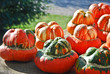 Zucche - Zucca Zucche - Zucca