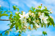 Blossoming tree