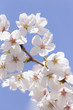 サクラ　染井吉野の花