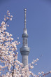 隅田公園の桜と東京スカイツリー