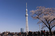 隅田公園の桜と東京スカイツリー