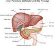 Liver, pancreas, gallbladder, duodenum and bile passage