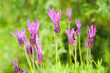Lavandula stoechas - Lavender butterfly Lavandula stoechas - Lavender butterfly