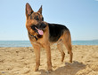 dog, doggy,