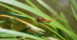 blutrote heidelibelle
