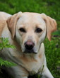 labrador dog