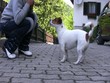 Video: Jack Russel Terrier gibt Pfötchen Jack Russel Terrier gibt Pfötchen