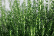 Rosemary