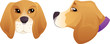 Cute Beagle dog head set