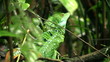 Basilisk