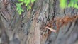 Close-up tree with ants