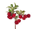 bright red isolated cowberries