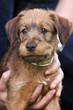 Irish Terrier Welpe