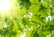fresh green leaves fresh green leaves