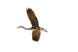 Flying Grey Heron, isolated on white. Flying Grey Heron, isolated on white.