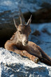 Steinbock Kitz - Junges