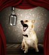 Photo: Dog singer Dog singer