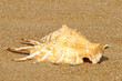 Conch shell on summer sandy beach.