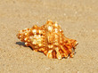 Seashell on sandy beach.Closeup.