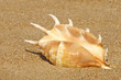 Conch shell on sandy beach.