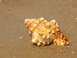 Seashell on sandy beach.