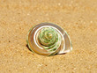 Nacreous conch shell on sandy beach.