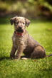 Irish Terrier Welpe