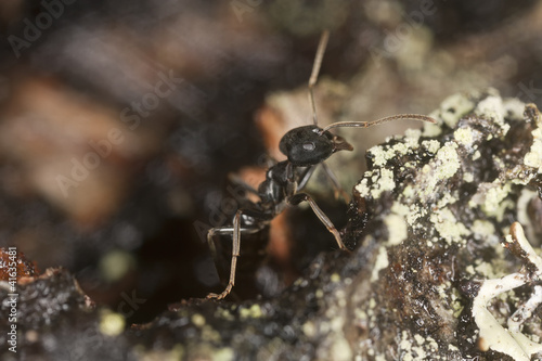 Foto: Shiny black wood ant, Lasius fuliginosus on wood Shiny black wood ant, Lasius fuliginosus on wood