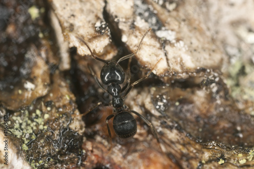 Foto: Shiny black wood ant, Lasius fuliginosus on wood Shiny black wood ant, Lasius fuliginosus on wood
