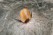 Tick feeding on cat, extreme close up with high magnification Tick feeding on cat, extreme close up with high magnification