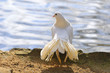 Indische Pfautaube