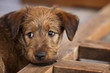 Irish Terrier Welpe