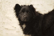 Adorable dog