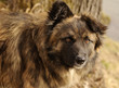 Stray dog