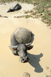 Bufalo d'acqua del Laos