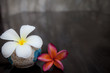 white and red frangipani flowers on wet floor