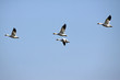 Chasse