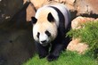 Panda géant