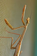 Praying Mantis watching