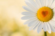 Foto: Margeriten - Herz Margeriten - Herz