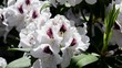 Rhododendron