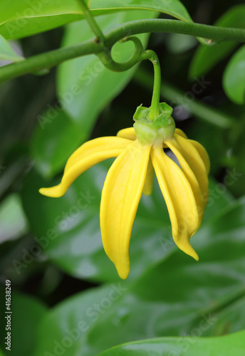 Photo: Ylang-Ylang Flowers Ylang-Ylang Flowers